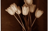 leannsflowers_t.jpg